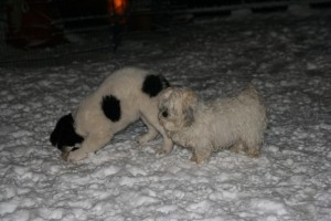Bailey und Bounty durchkämmen den Schnee